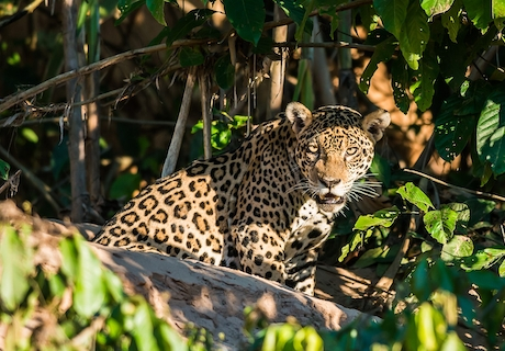 Leopardo en Parque Nacional Manu