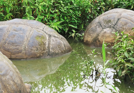Wetlands & Giant Tortoises Tour