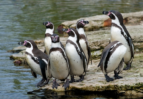 Pinguinos a la orilla del agua en La Serena