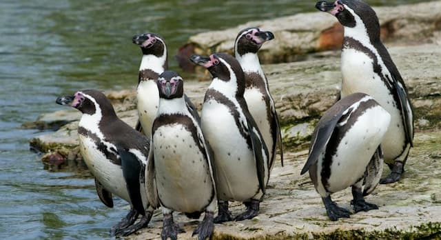 Pingüino Humboldt e Isla Damas
