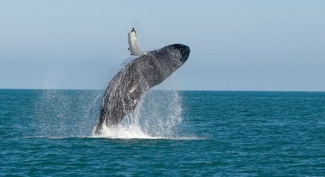Observação de Baleias e Nado com Tartarugas Premium