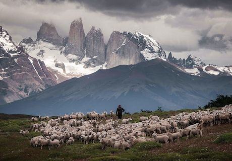 Corderos en Torres del Paine