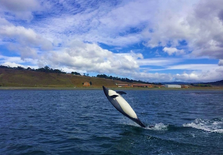 Delfín austral
