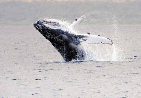 Avistamiento de ballena en Magallanes