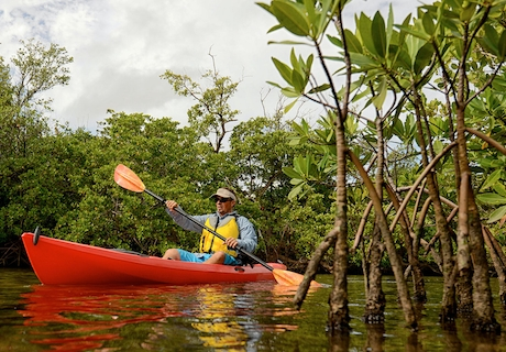 Kayak en manglares