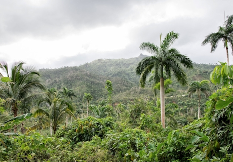 Bosque Lluvioso El Yunque
