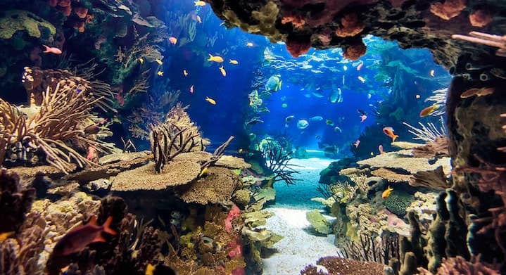 Playa Blanca & Aquarium Tour