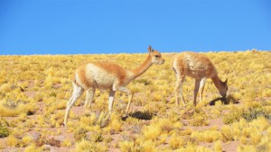 Caminhada de par de guanacos em Atacama